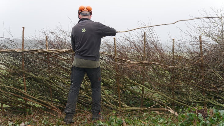 Ranger laying hedge, pushing twiggy branches down between upright posts, at Newtown National Nature Reserve and Old Town Hall, Isle of Wight